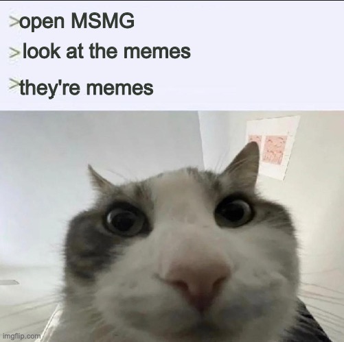 Cat looks inside | open MSMG; look at the memes; they're memes | image tagged in cat looks inside | made w/ Imgflip meme maker