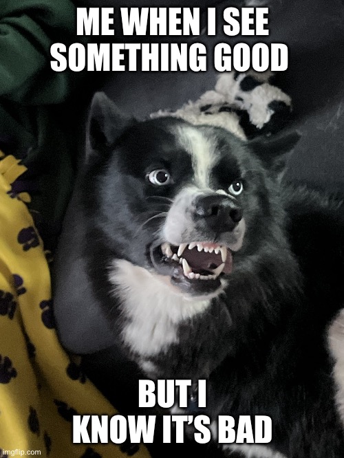 good and bad :( | ME WHEN I SEE SOMETHING GOOD; BUT I KNOW IT’S BAD | image tagged in cute dawg scary teeth | made w/ Imgflip meme maker