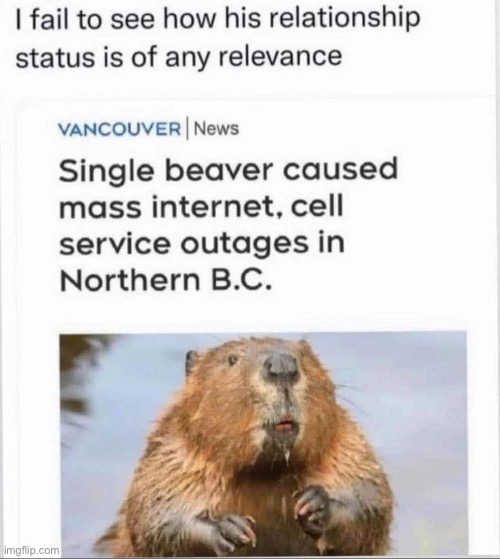 Single Beaver | image tagged in beaver,single,relationship,power,signal | made w/ Imgflip meme maker