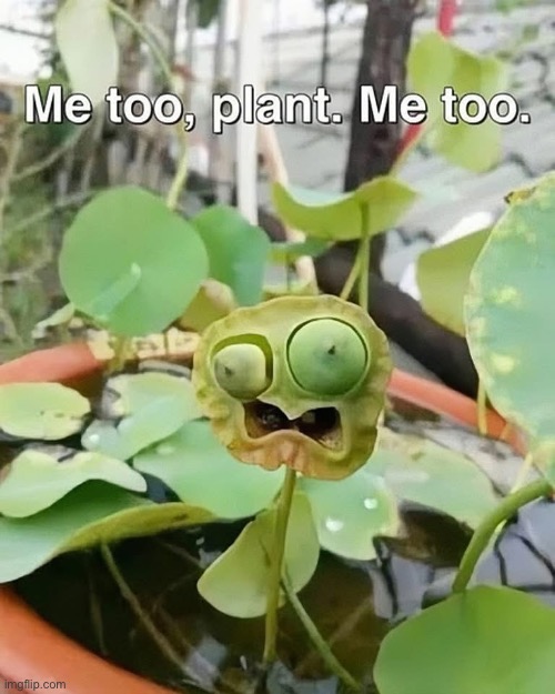 Plant | image tagged in plant,shocked,me too | made w/ Imgflip meme maker