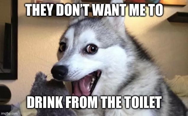 Pun dog - husky | THEY DON’T WANT ME TO DRINK FROM THE TOILET | image tagged in pun dog - husky | made w/ Imgflip meme maker