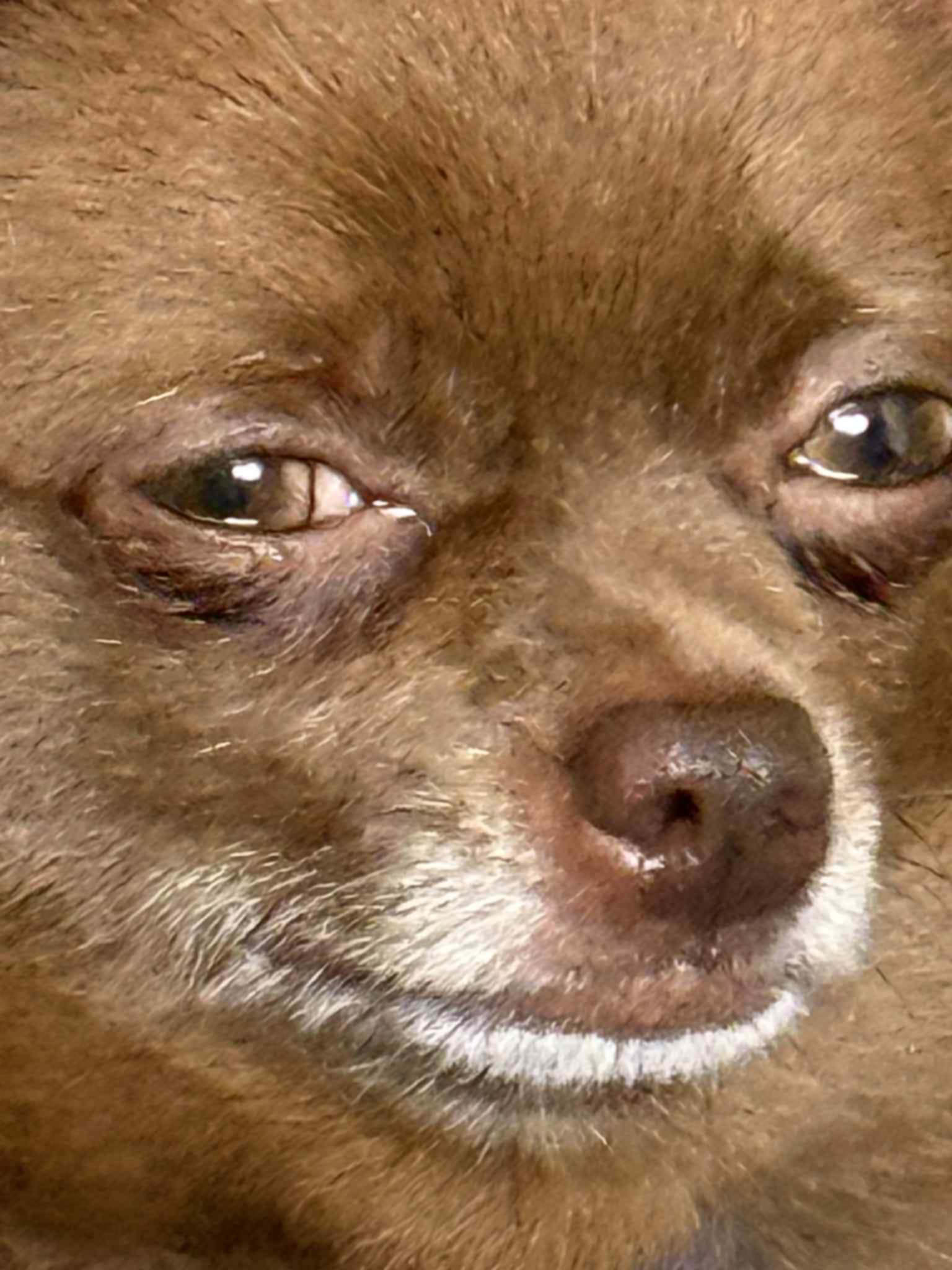 chocoo Blank Meme Template