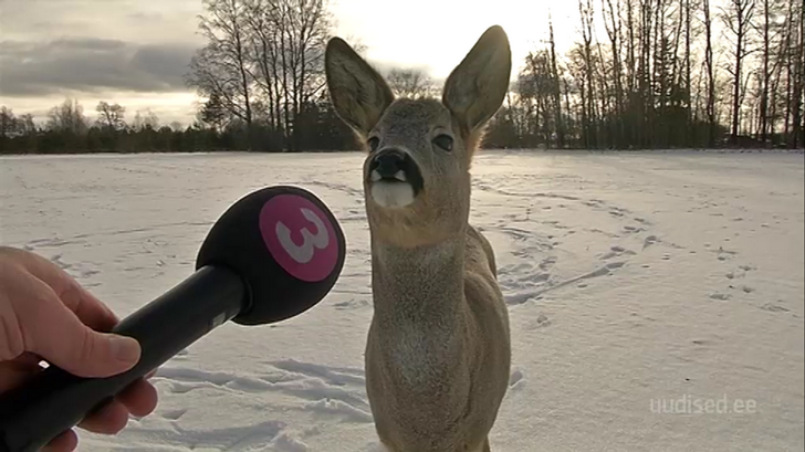 High Quality deer interview Blank Meme Template