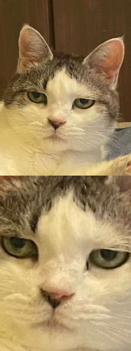 Deadpan Cat Blank Meme Template