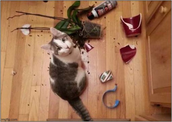 This Plant Displeased Me ! | image tagged in cats,plant,smashed,displeasure | made w/ Imgflip meme maker