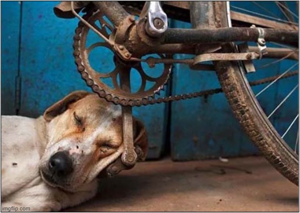 I Wonder What He's Dreaming About ? | image tagged in dogs,dreaming,pedal,bicycle | made w/ Imgflip meme maker
