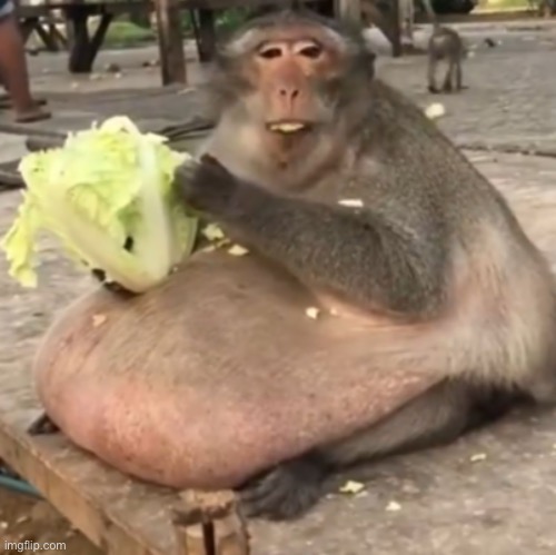 Lettuce Monkey | image tagged in lettuce monkey | made w/ Imgflip meme maker