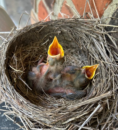 Chirping | image tagged in chirping | made w/ Imgflip meme maker