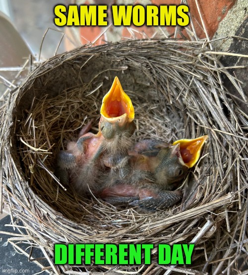 What’s new? | SAME WORMS; DIFFERENT DAY | image tagged in chirping,funny,fun,different,good morning | made w/ Imgflip meme maker
