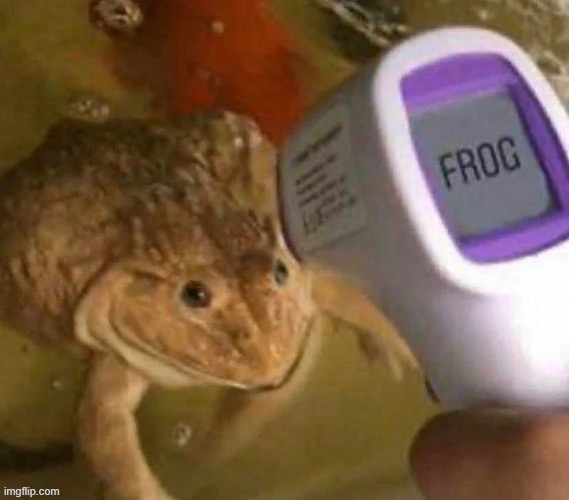 frog | made w/ Imgflip meme maker