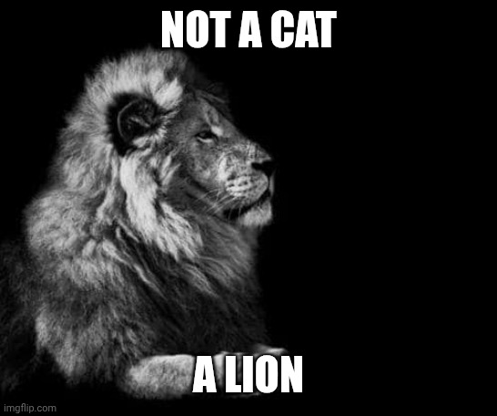 A Bunny | NOT A CAT; A LION | image tagged in the lion | made w/ Imgflip meme maker