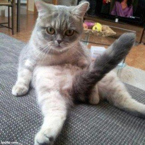 Cat boner | image tagged in cat boner | made w/ Imgflip meme maker