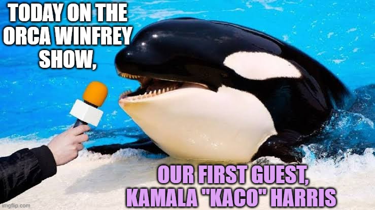 Orca talking into a microphone | TODAY ON THE 
ORCA WINFREY 
SHOW, OUR FIRST GUEST, KAMALA "KACO" HARRIS | image tagged in orca talking into a microphone | made w/ Imgflip meme maker