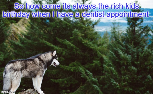 WHYYY | So how come its always the rich kids birthday when I have a dentist appointment | image tagged in husky | made w/ Imgflip meme maker
