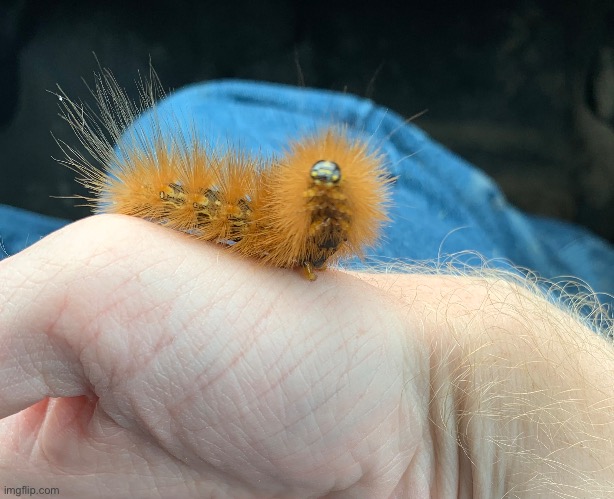 This guy is almost as hairy as me | made w/ Imgflip meme maker