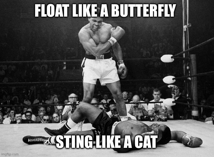 Muhammad Ali | FLOAT LIKE A BUTTERFLY STING LIKE A CAT | image tagged in muhammad ali | made w/ Imgflip meme maker