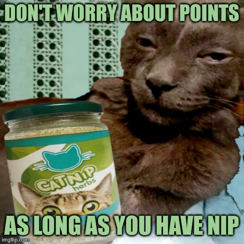 Nip Matters! | DON'T WORRY ABOUT POINTS; AS LONG AS YOU HAVE NIP | image tagged in imgflip points,catnip,meanwhile on imgflip,nip matters,feed me | made w/ Imgflip meme maker