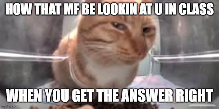 cat sideeye | HOW THAT MF BE LOOKIN AT U IN CLASS; WHEN YOU GET THE ANSWER RIGHT | image tagged in cat sideeye,umm | made w/ Imgflip meme maker