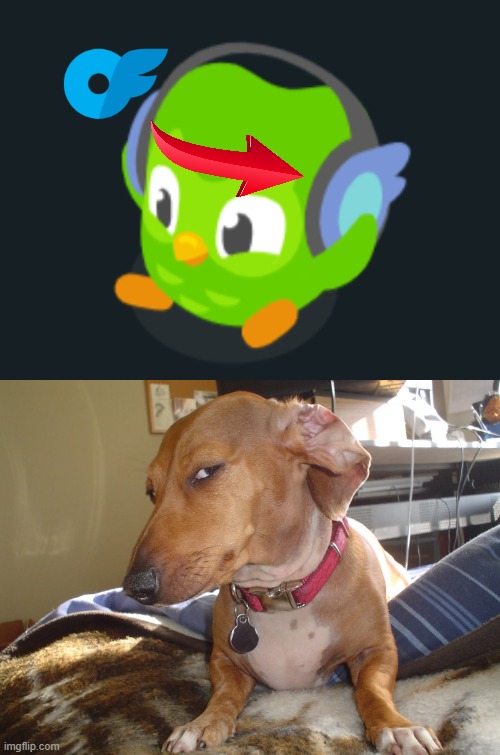 what is the duolingo bird up to... | image tagged in suspicious dog,duolingo,duolingo bird,headphones,onlyfans | made w/ Imgflip meme maker