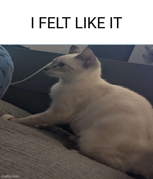 Spongebob Ight Imma Head Out | I FELT LIKE IT | image tagged in memes,cats | made w/ Imgflip meme maker