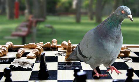 Pigeon playing Chess Blank Meme Template