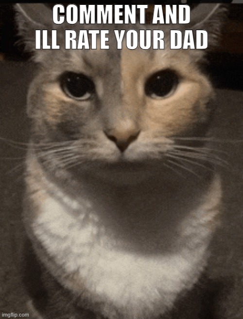 cat dead stare | COMMENT AND ILL RATE YOUR DAD | image tagged in cat dead stare | made w/ Imgflip meme maker