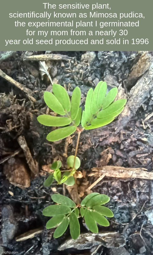 The sensitive plant, scientifically known as Mimosa pudica, the experimental plant I germinated for my mom from a nearly 30 year old seed produced and sold in 1996 | made w/ Imgflip meme maker