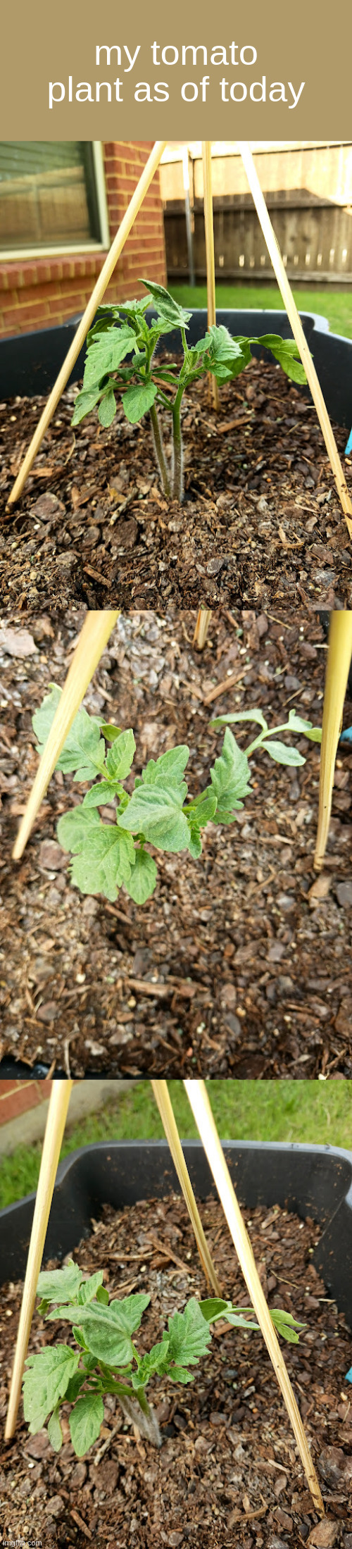 my tomato plant as of today | made w/ Imgflip meme maker