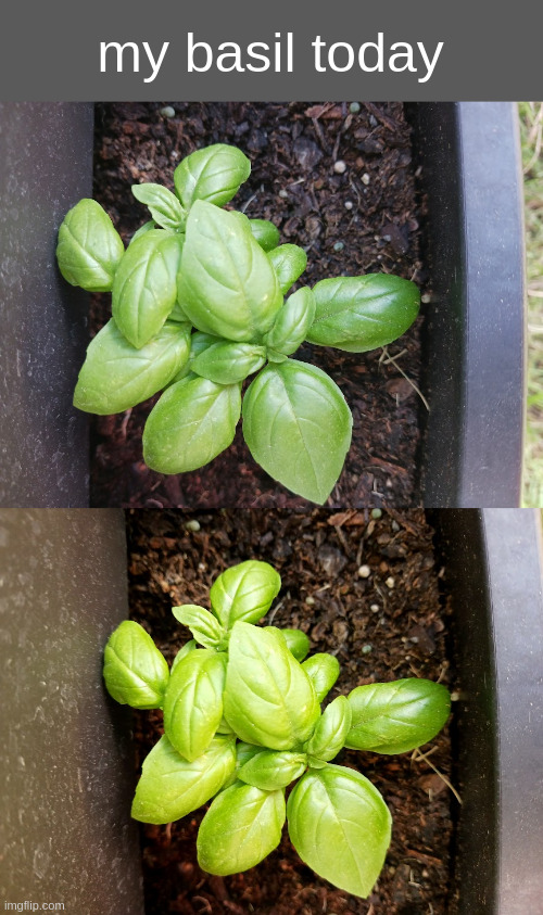 my basil today | made w/ Imgflip meme maker