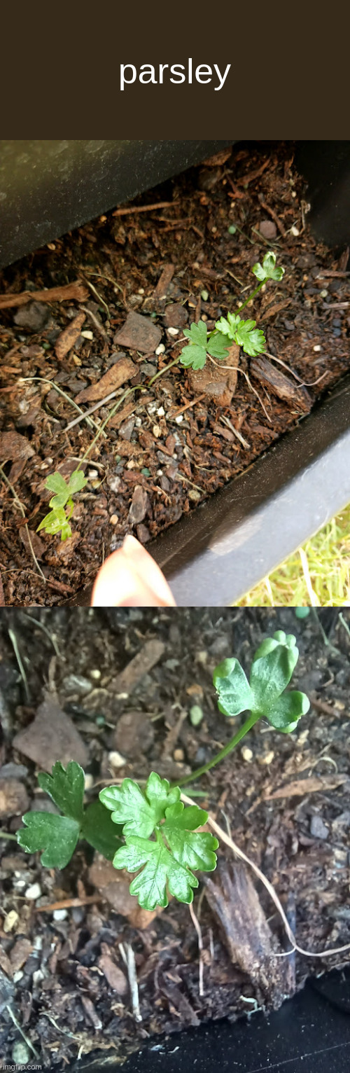 stems are a bit weak, but she'll be fine | parsley | made w/ Imgflip meme maker
