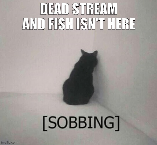 ... :( | DEAD STREAM
AND FISH ISN'T HERE | image tagged in sobbing cat,sans of topic | made w/ Imgflip meme maker