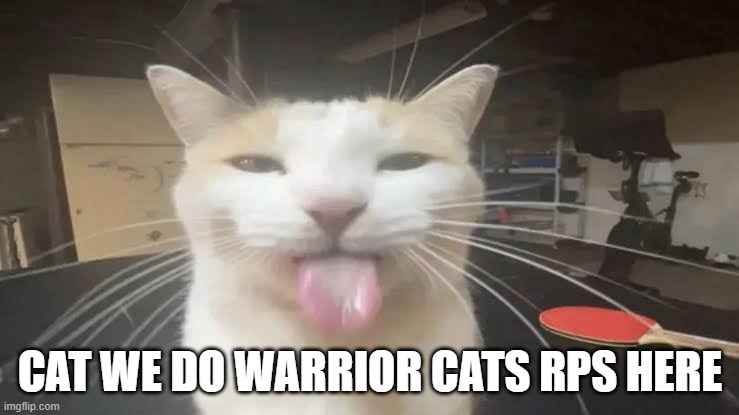 can* | CAT WE DO WARRIOR CATS RPS HERE | image tagged in milly the silly cat bleh cat | made w/ Imgflip meme maker