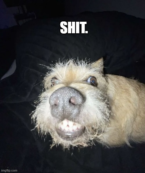 shit. | SHIT. | image tagged in shit,dog | made w/ Imgflip meme maker