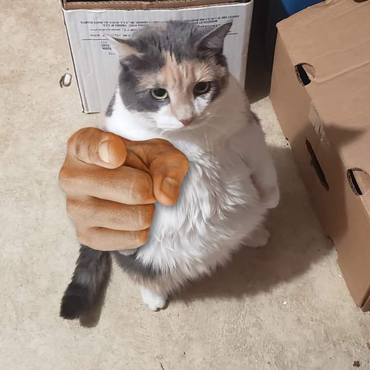 Vas a caer gato Blank Meme Template