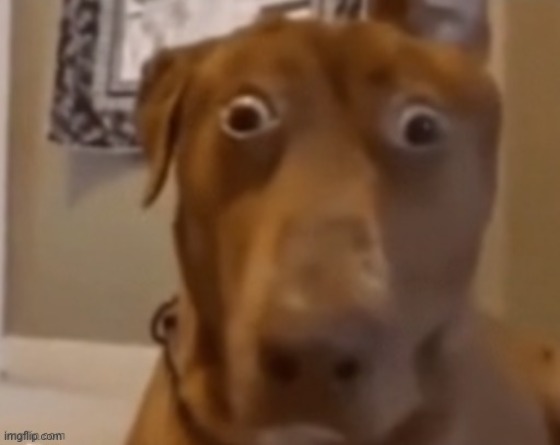 image tagged in scare doggo | made w/ Imgflip meme maker