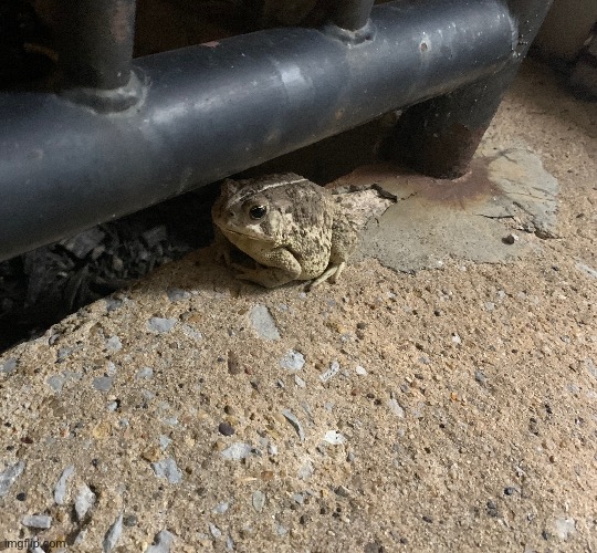 Told | made w/ Imgflip meme maker