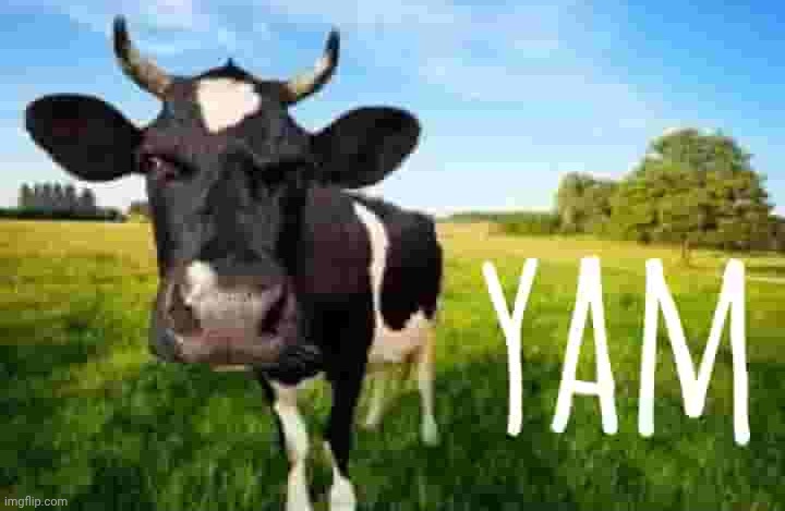 yam | image tagged in cow | made w/ Imgflip meme maker