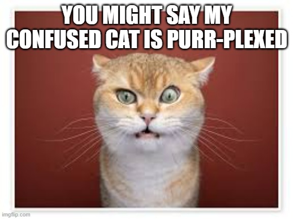You might say that my confused cat is purr-plexed. | YOU MIGHT SAY MY CONFUSED CAT IS PURR-PLEXED | image tagged in funny,cat,kitten,humor,play on words,confused | made w/ Imgflip meme maker