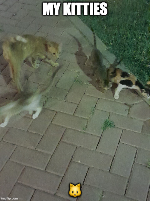 MY KITTIES; 🐱 | made w/ Imgflip meme maker
