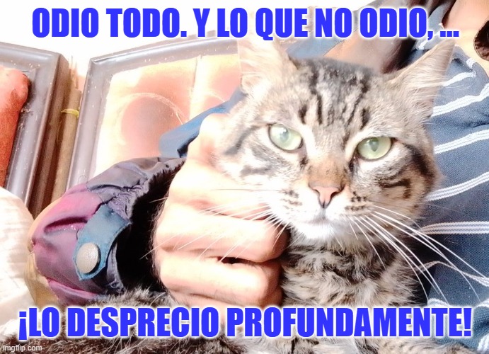ODIO TODO. Y LO QUE NO ODIO, …; ¡LO DESPRECIO PROFUNDAMENTE! | made w/ Imgflip meme maker