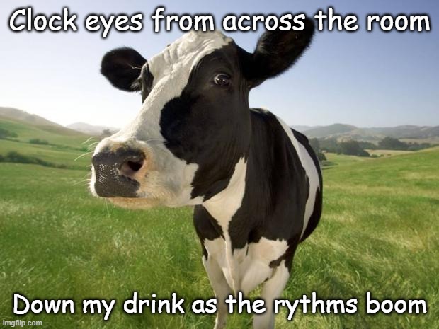 cow | Clock eyes from across the room; Down my drink as the rythms boom | image tagged in cow,jizz in my pants | made w/ Imgflip meme maker