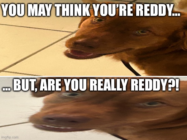 Memes that make no sense part 1 | YOU MAY THINK YOU’RE REDDY…; … BUT, ARE YOU REALLY REDDY?! | image tagged in iamconfusion,wut | made w/ Imgflip meme maker
