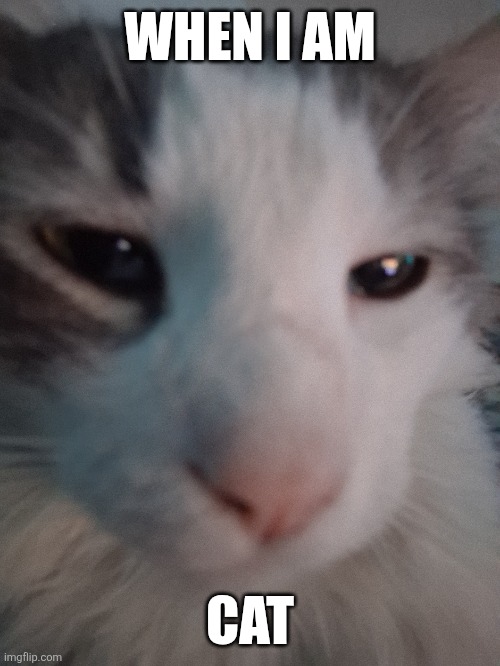 Cat | WHEN I AM; CAT | made w/ Imgflip meme maker