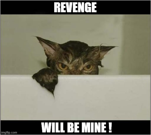 Be Afraid ... Very Afraid ! | REVENGE; WILL BE MINE ! | image tagged in cats,bath time,revenge,be afraid | made w/ Imgflip meme maker