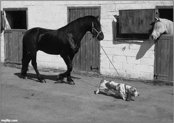 Horse Thief Caught In The Act ! | image tagged in dogs,basset hound,horse,thief | made w/ Imgflip meme maker
