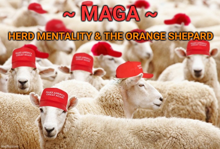 Trump MAGA sheep | ~ MAGA ~ HERD MENTALITY & THE ORANGE SHEPARD | image tagged in trump maga sheep | made w/ Imgflip meme maker