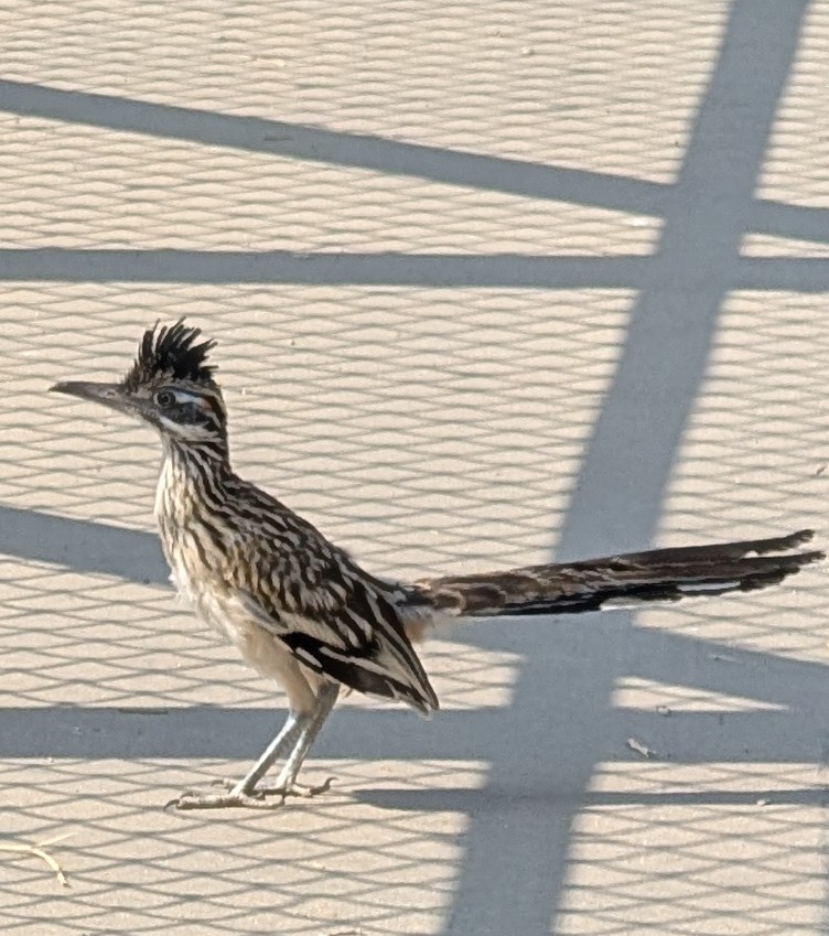 Bakersfield Road Runner Blank Meme Template