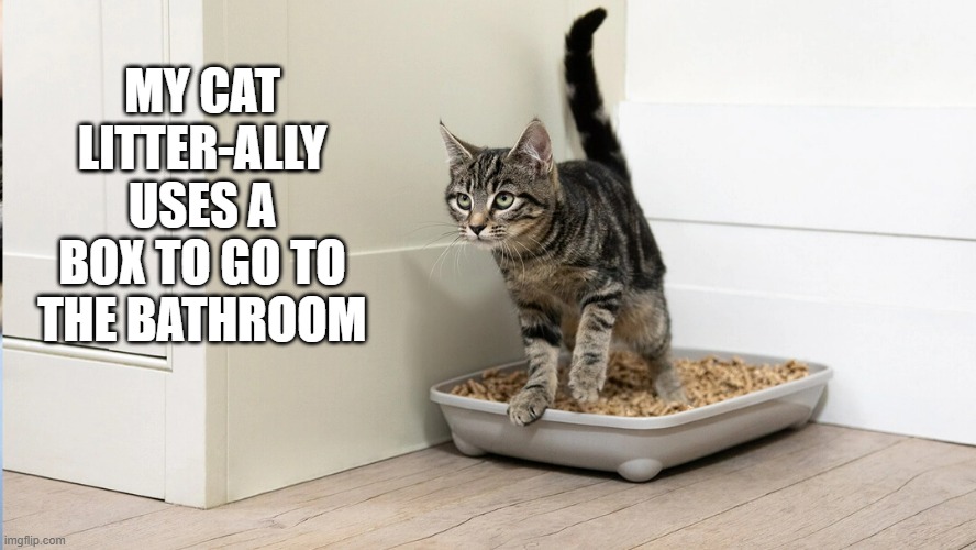 my cat litter-ally uses a box to go to the bathroom !! | MY CAT LITTER-ALLY USES A BOX TO GO TO THE BATHROOM | image tagged in cat,funny,kitten,bathroom,humor,litter box | made w/ Imgflip meme maker