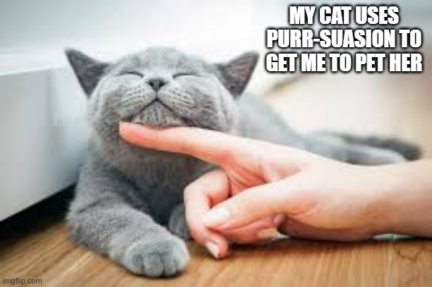 My cat uses purr-suasion to get me to pet her. | MY CAT USES PURR-SUASION TO GET ME TO PET HER | image tagged in cats,funny,kittens,play on words,humor | made w/ Imgflip meme maker