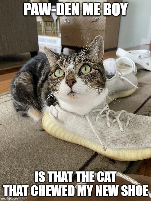 Paw-den my boy,  is that the cat that chewed my new shoe? | PAW-DEN ME BOY; IS THAT THE CAT THAT CHEWED MY NEW SHOE | image tagged in funny,cats,kittens,play on words,humor,song lyrics | made w/ Imgflip meme maker
